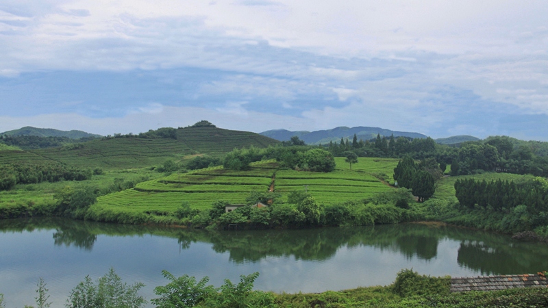 浙茶集團(tuán)助力中國奧地利國際有機(jī)農(nóng)業(yè)雙邊合作