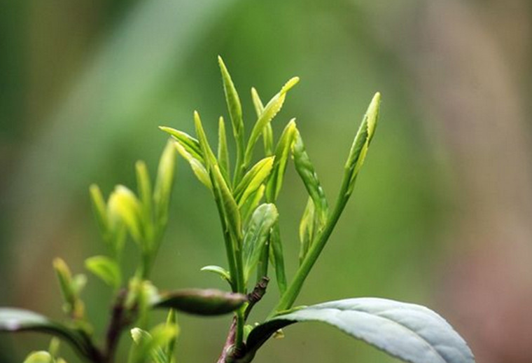 第二屆中國國際茶博會∣浙茶集團精彩體驗活動等你參加!