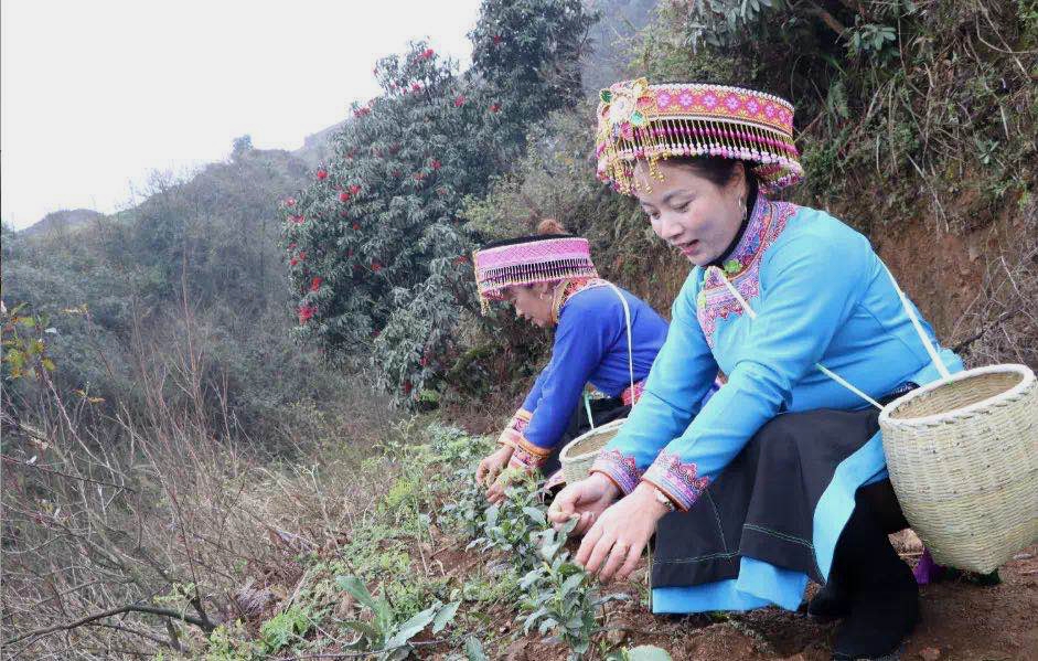 首批“白葉一號”扶貧茶在貴州普安開采加工