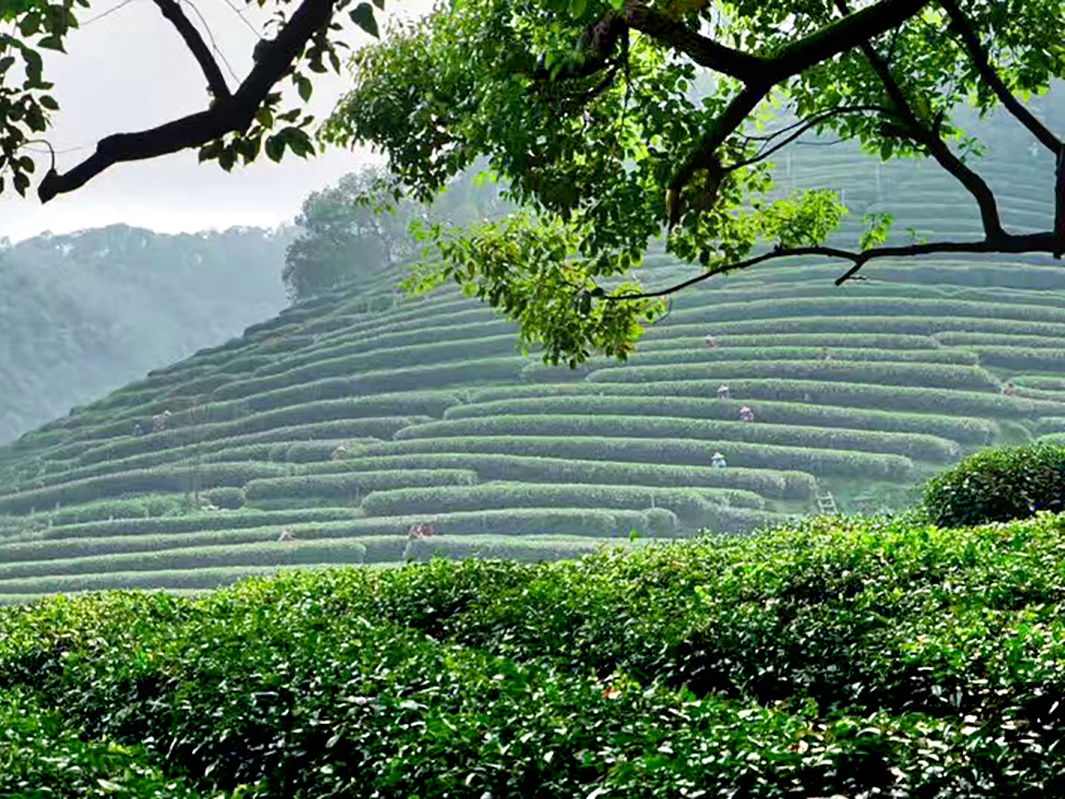 茶產業(yè)振興專業(yè)技術人才高級研修班開班通知